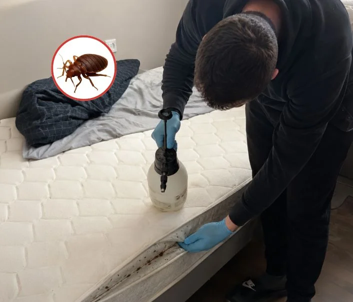 Technicien traitant un matelas contre les punaises de lit à Issou